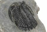 Hollardops Trilobite With Visible Eye Facets - Ofaten, Morocco #197120-4